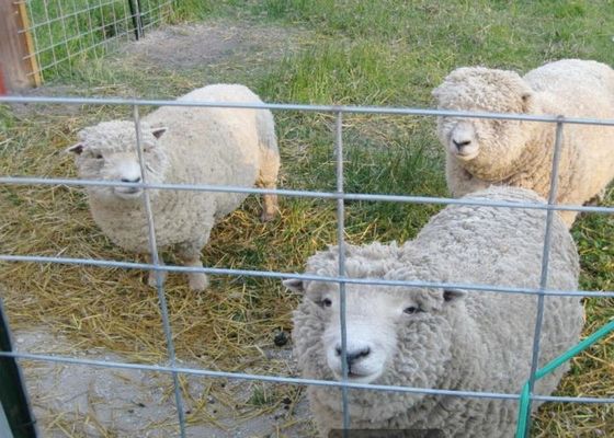Agriculture soudée galvanisée plongée chaude de Mesh In Agriculture And Animal de fil