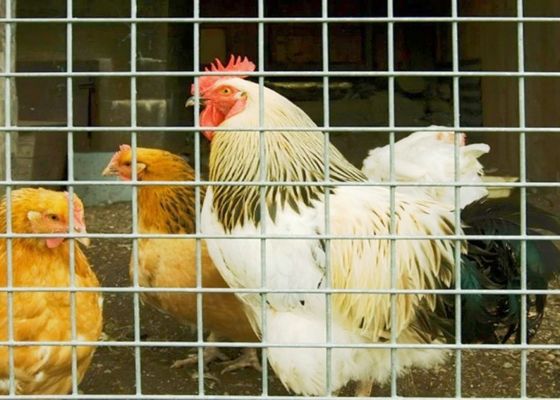 15m 20m 30m filet de fil soudé en acier inoxydable utilisé comme cage ou clôture de volaille