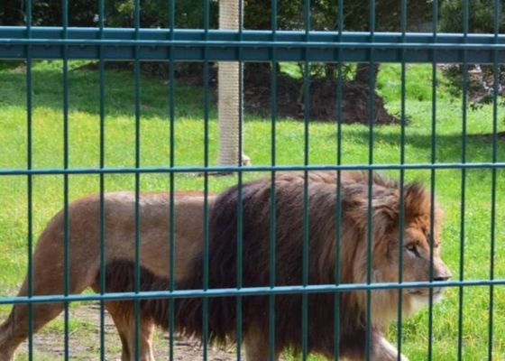 Non le rouillement a soudé la maille 10m-30m de Mesh Zoo Animal Enclosure Wire de fil d'acier
