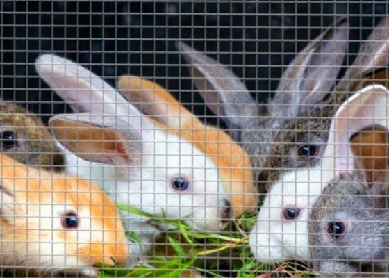 Le petit pain antirouille de tissu du matériel 48x100 a galvanisé le fil Mesh Roll For Rabbit Cage