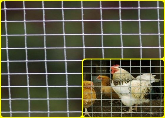 1/2 acier inoxydable Mesh Rolls For Breeding Protection soudé de ' X 1/2 » de haute résistance