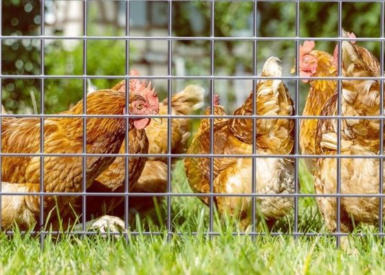 Grillage soudé électro-zingué avec rouleau de 50 m de longueur et 0,5 m de largeur pour enclos animaliers
